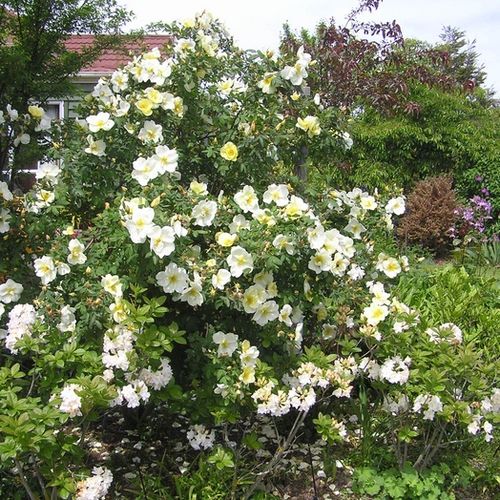 Żółty - Róże pienne - z kwiatami pojedynczymi - korona krzaczasta